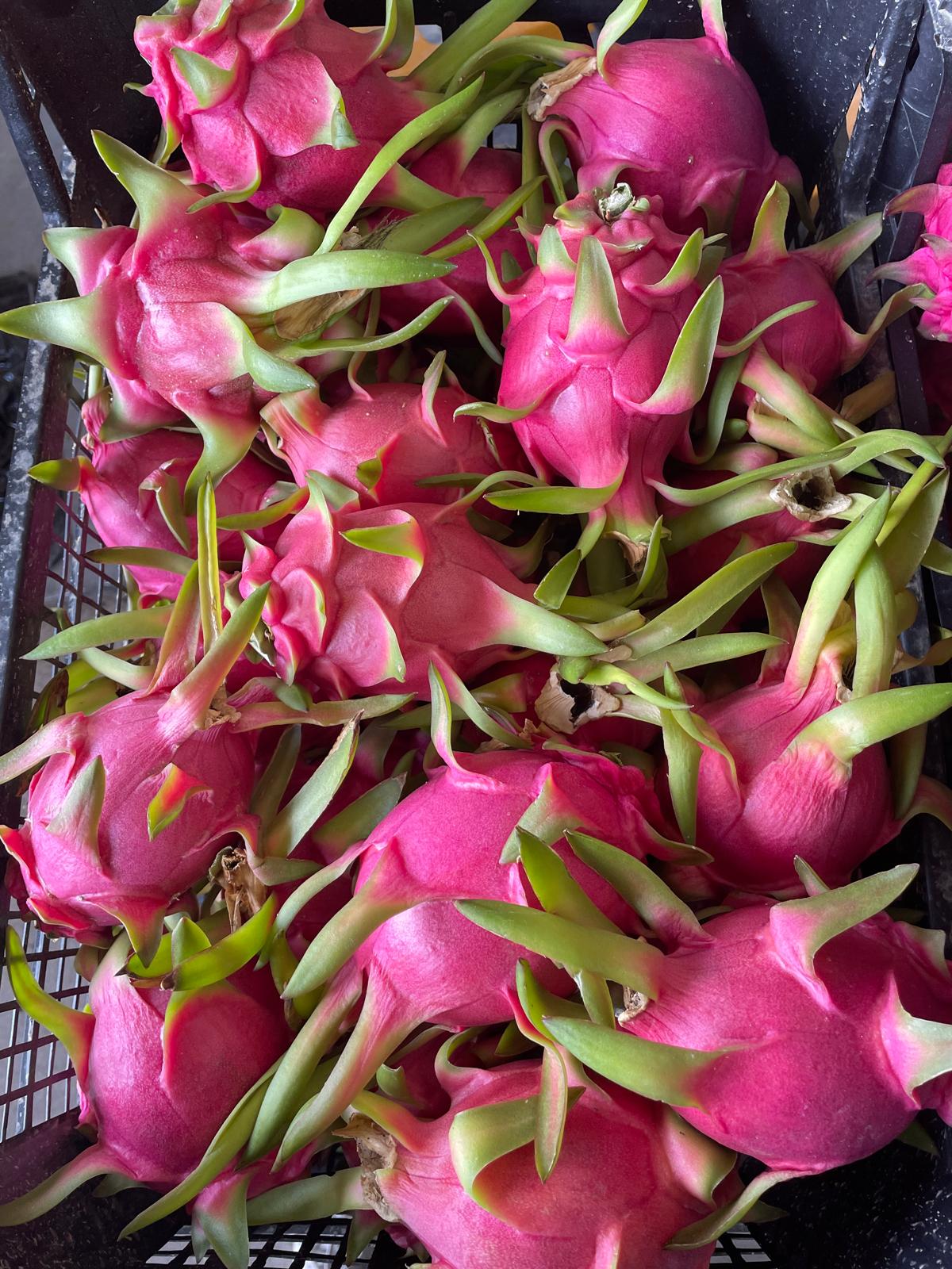 Zahidenin Tropikal Bahçesi 